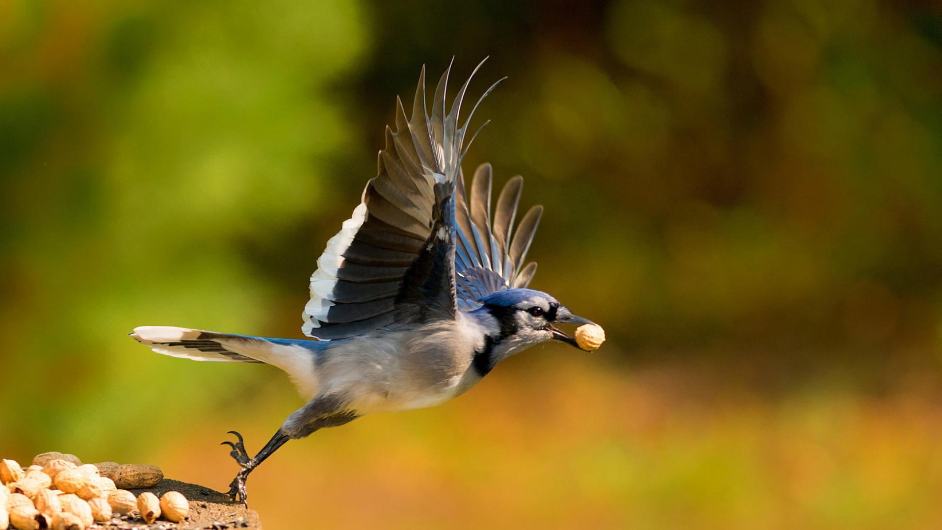 Blue Jay at 1152 x 864 size wallpapers HD quality