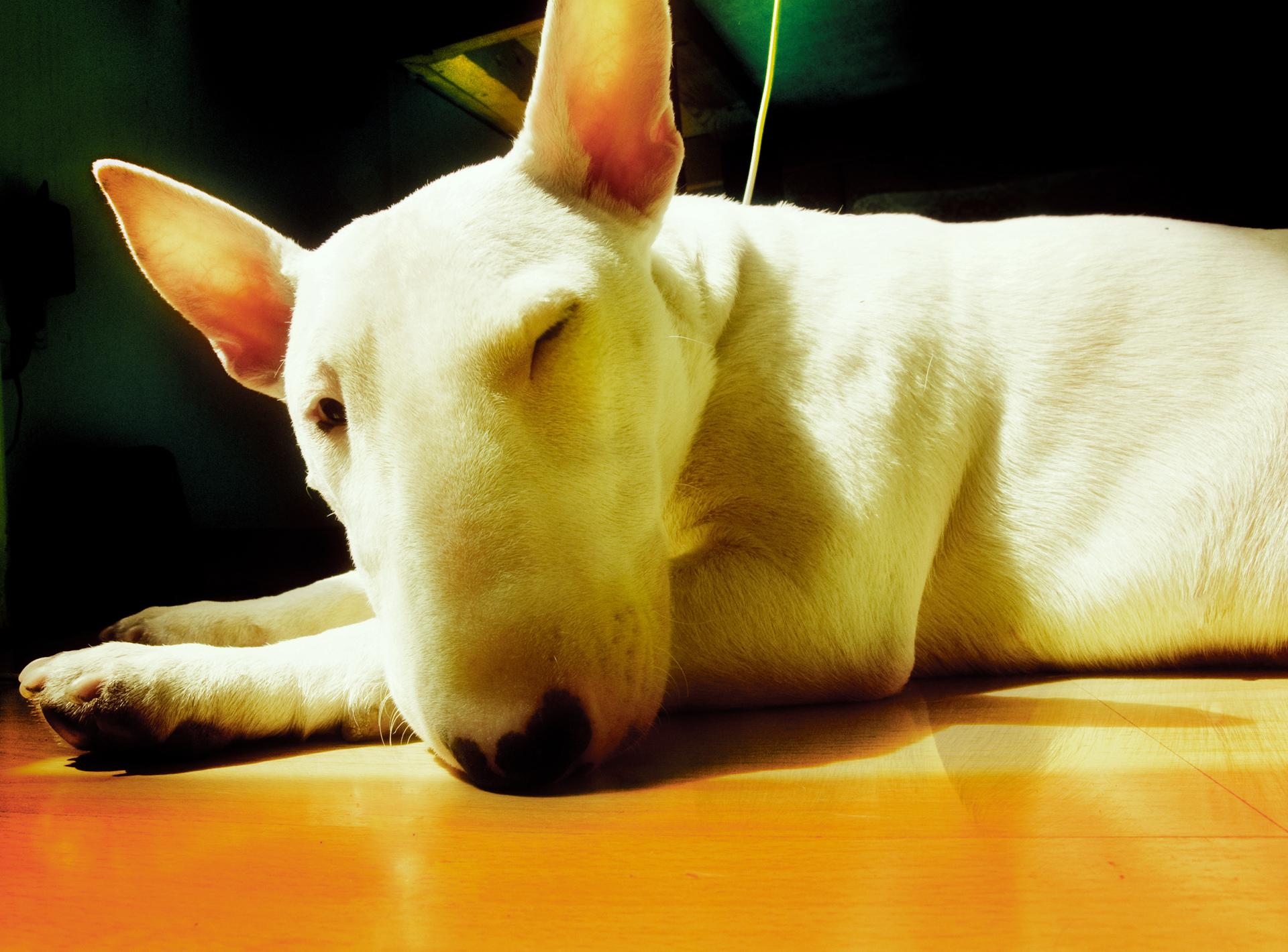 Bull Terrier at 750 x 1334 iPhone 6 size wallpapers HD quality