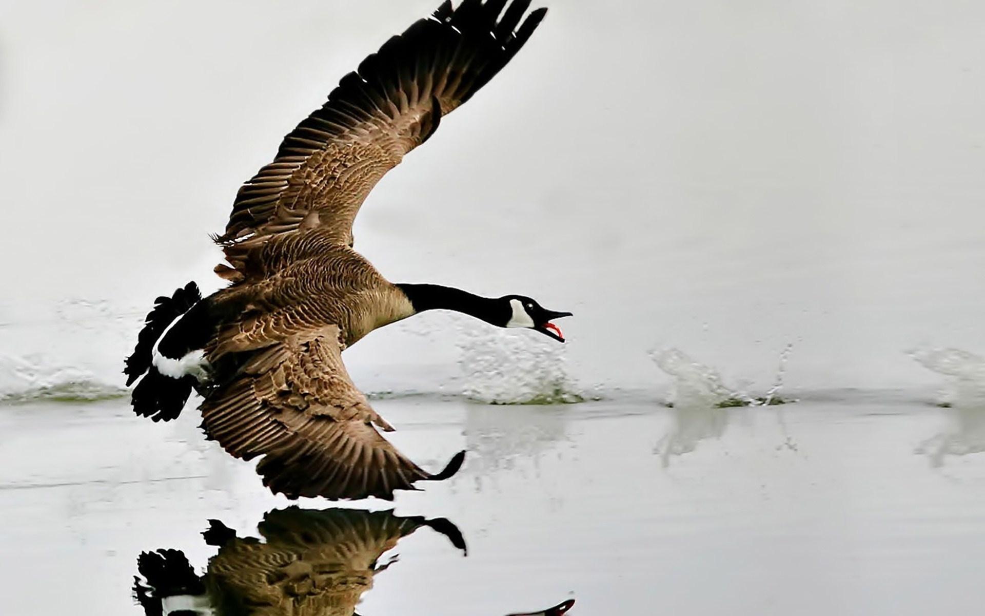Canada Goose at 2048 x 2048 iPad size wallpapers HD quality