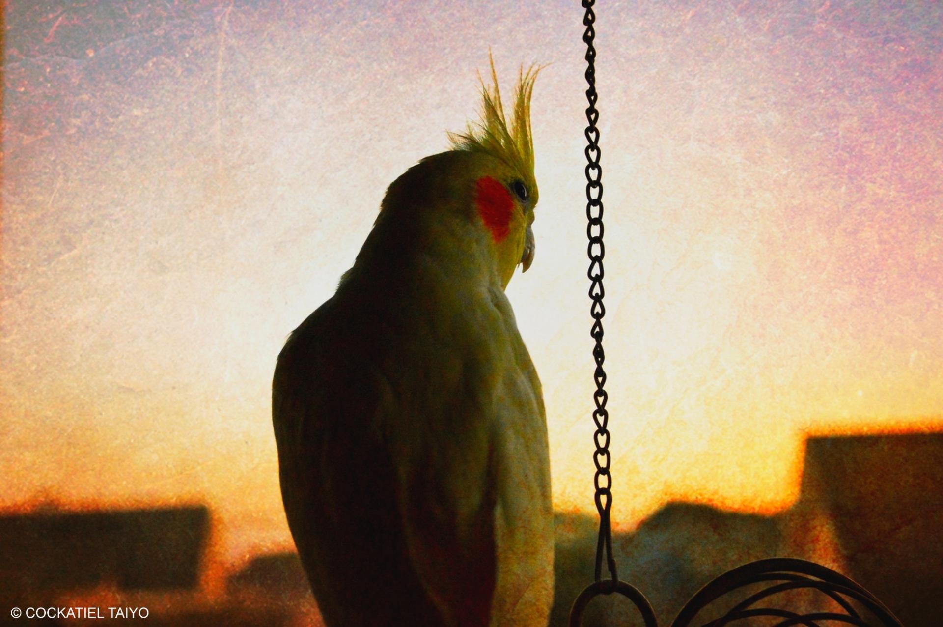Cockatiel at 640 x 1136 iPhone 5 size wallpapers HD quality