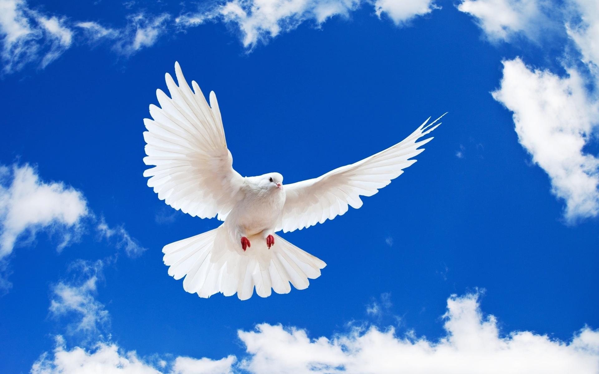 Dove at 1600 x 1200 size wallpapers HD quality