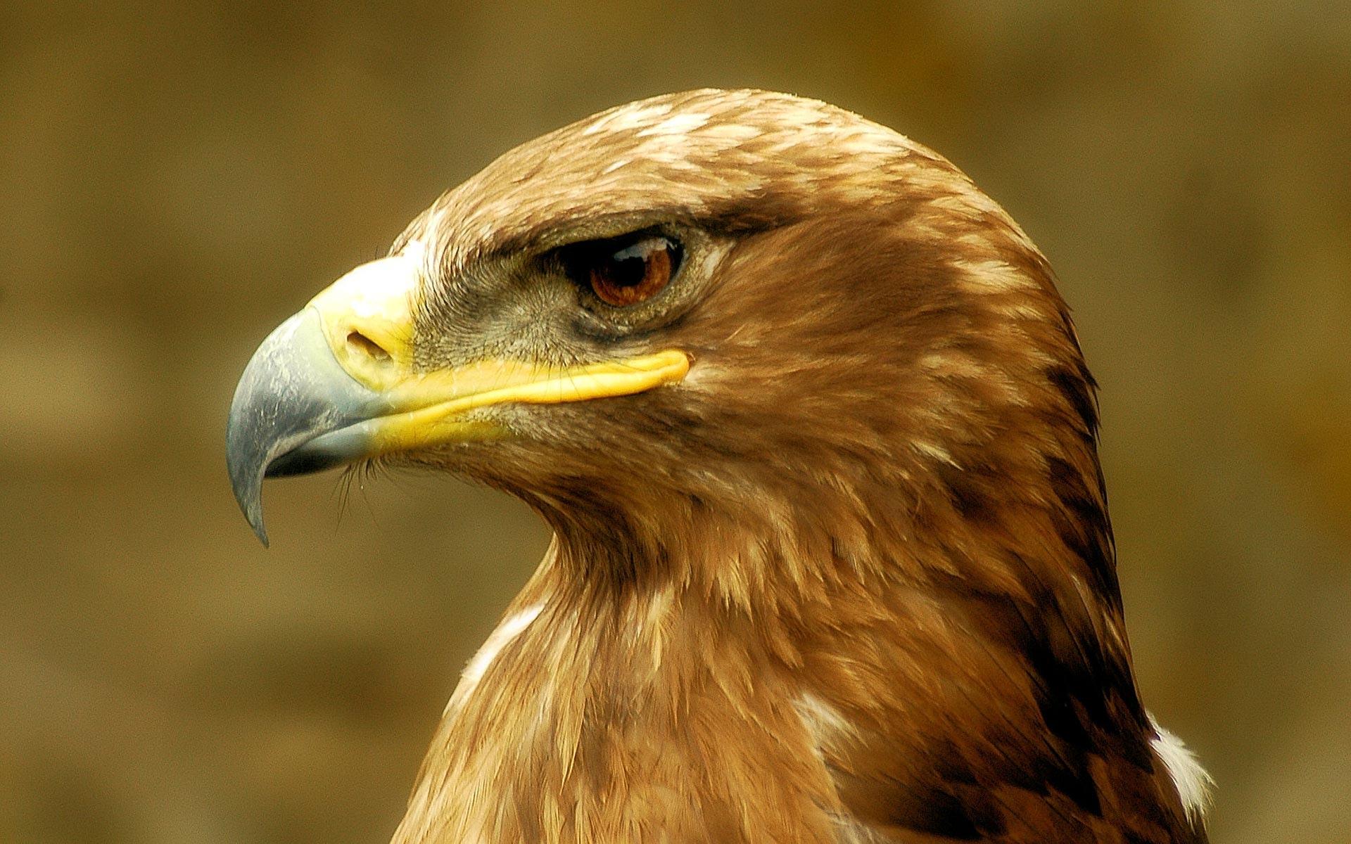 Golden Eagle at 640 x 960 iPhone 4 size wallpapers HD quality
