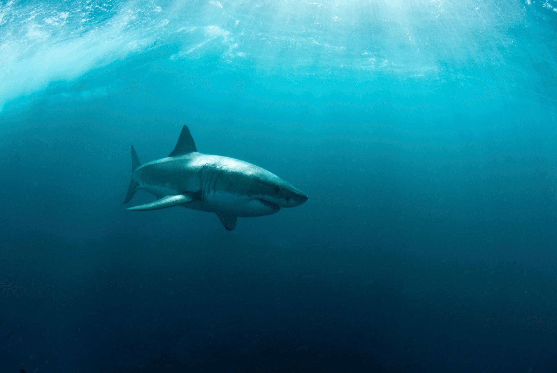 Great White Shark at 640 x 1136 iPhone 5 size wallpapers HD quality