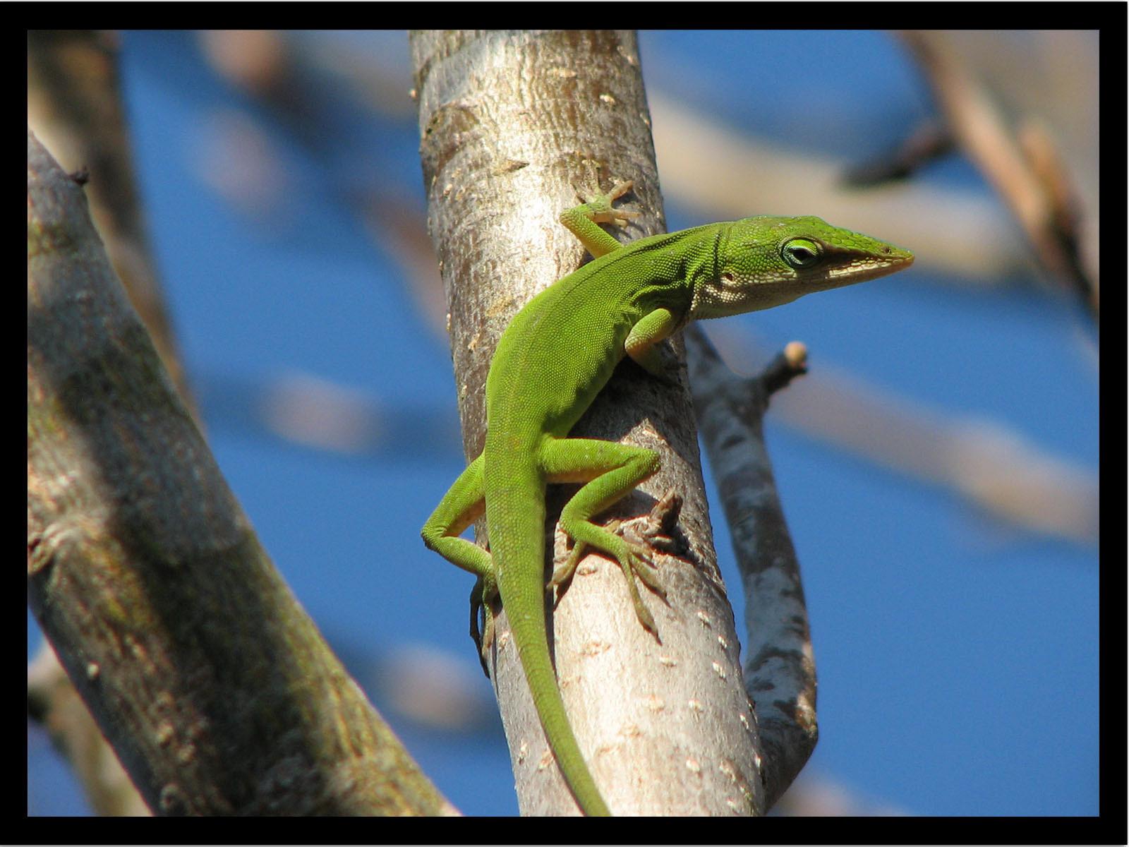 Green Anole at 1280 x 960 size wallpapers HD quality