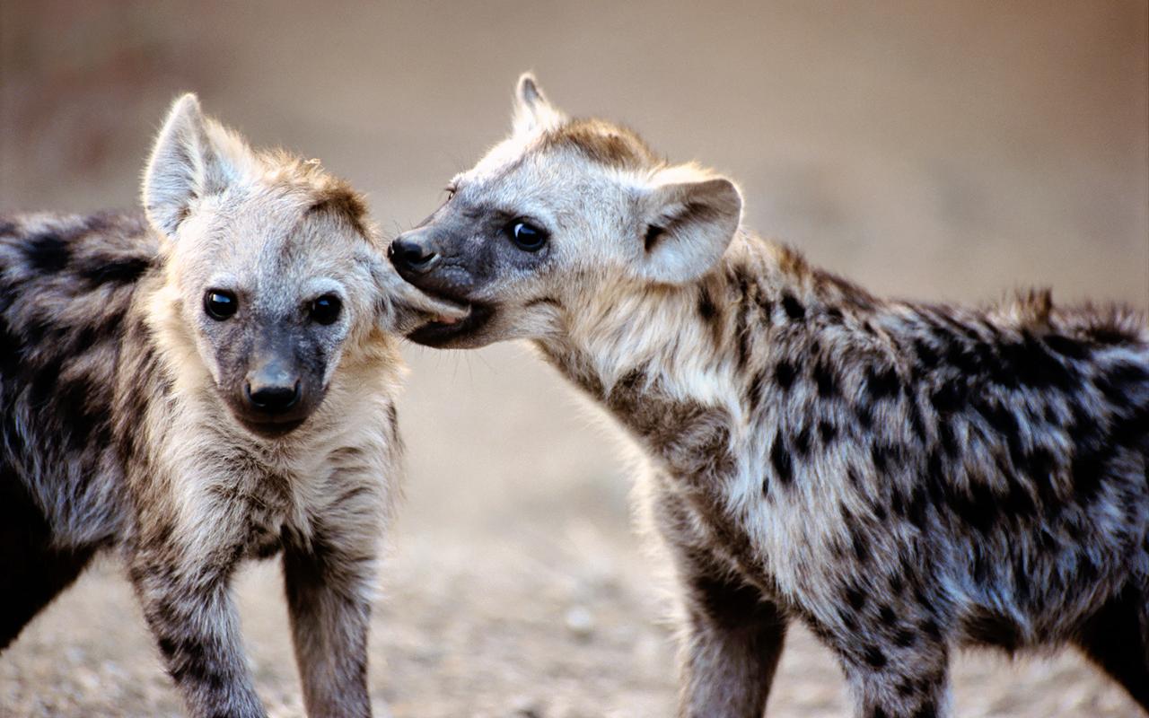 Hyena at 2048 x 2048 iPad size wallpapers HD quality