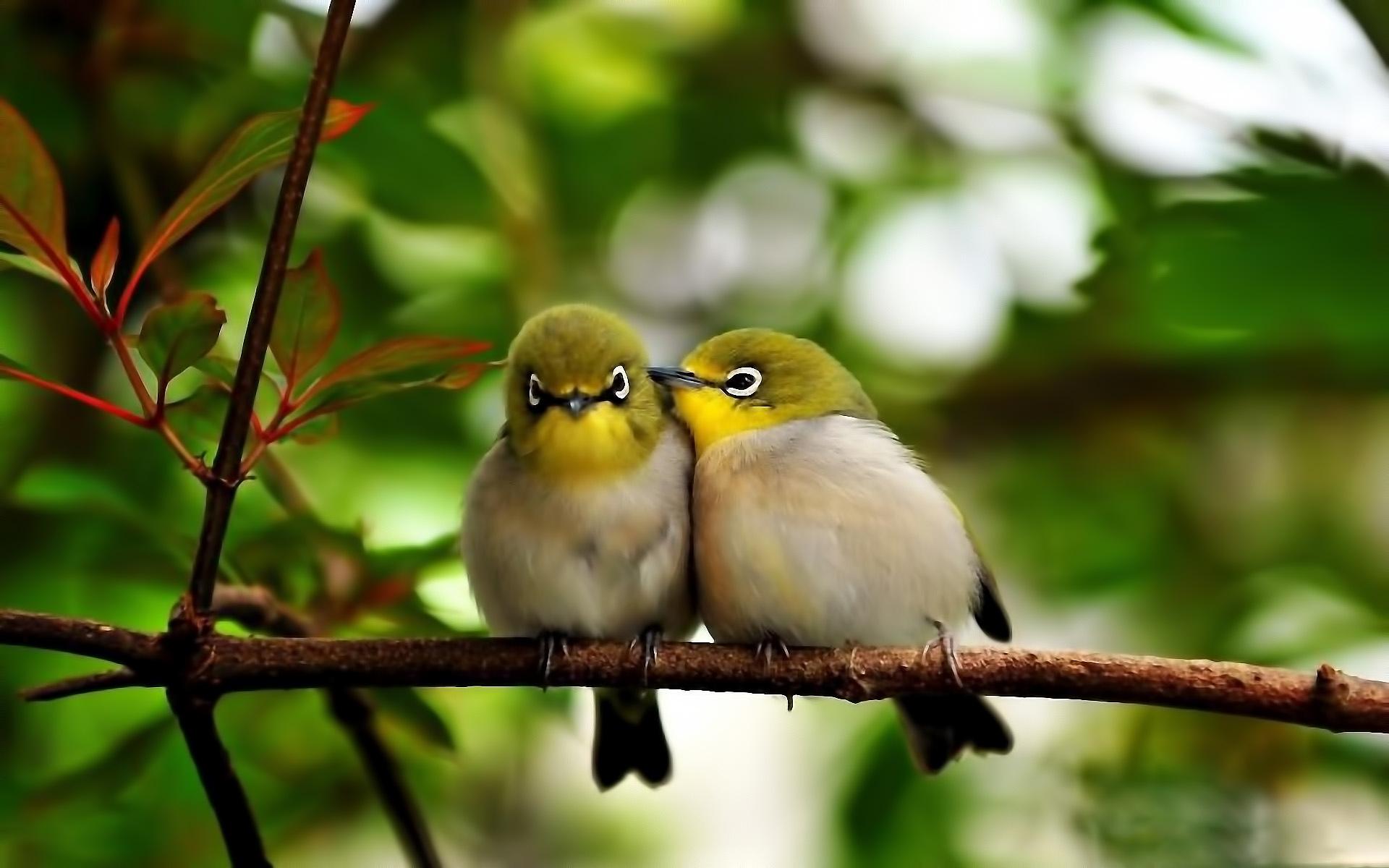 Japanese White-eye wallpapers HD quality