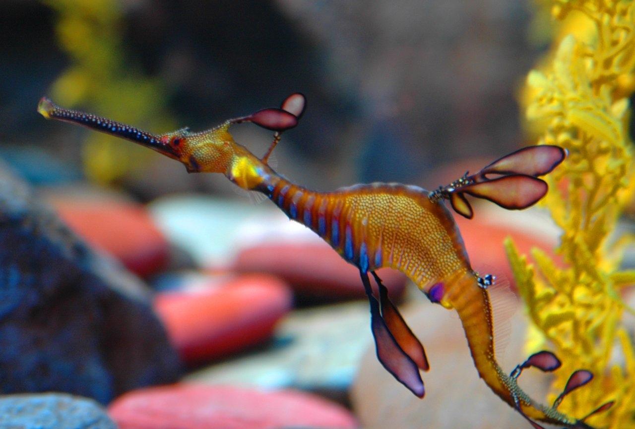 Leafy Seadragon at 750 x 1334 iPhone 6 size wallpapers HD quality