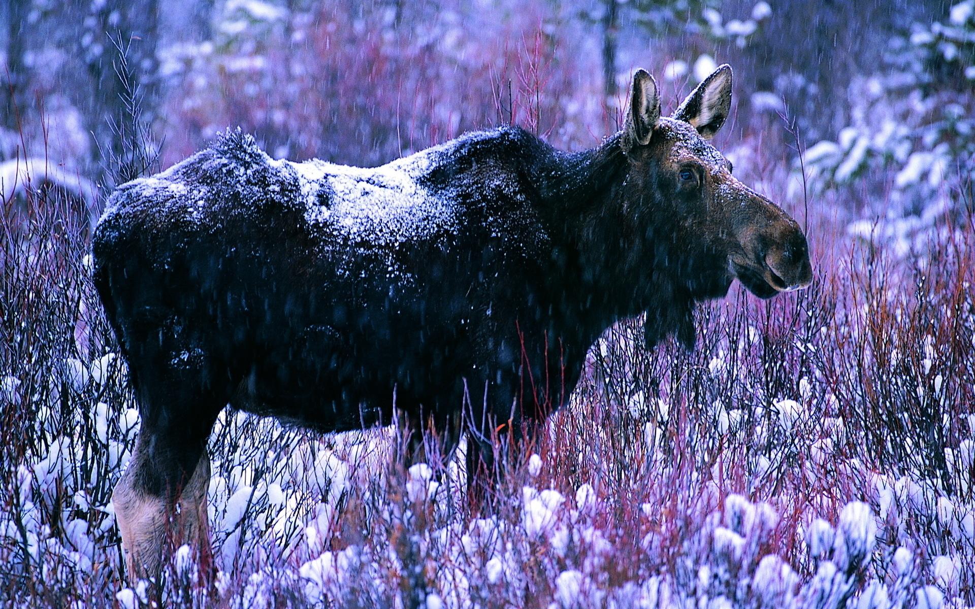 Moose at 640 x 960 iPhone 4 size wallpapers HD quality