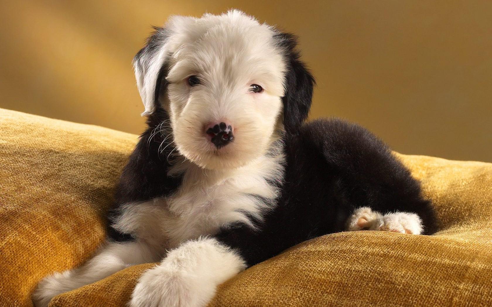 Old English Sheepdog at 2048 x 2048 iPad size wallpapers HD quality