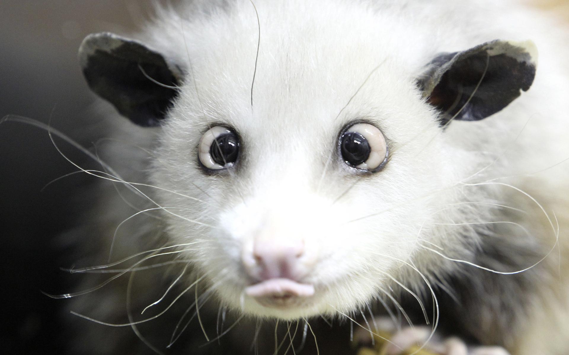 Opossum wallpapers HD quality
