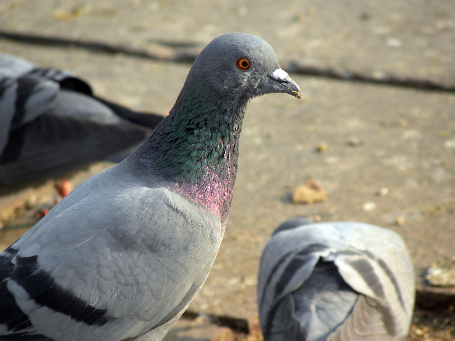 Pigeon at 640 x 1136 iPhone 5 size wallpapers HD quality