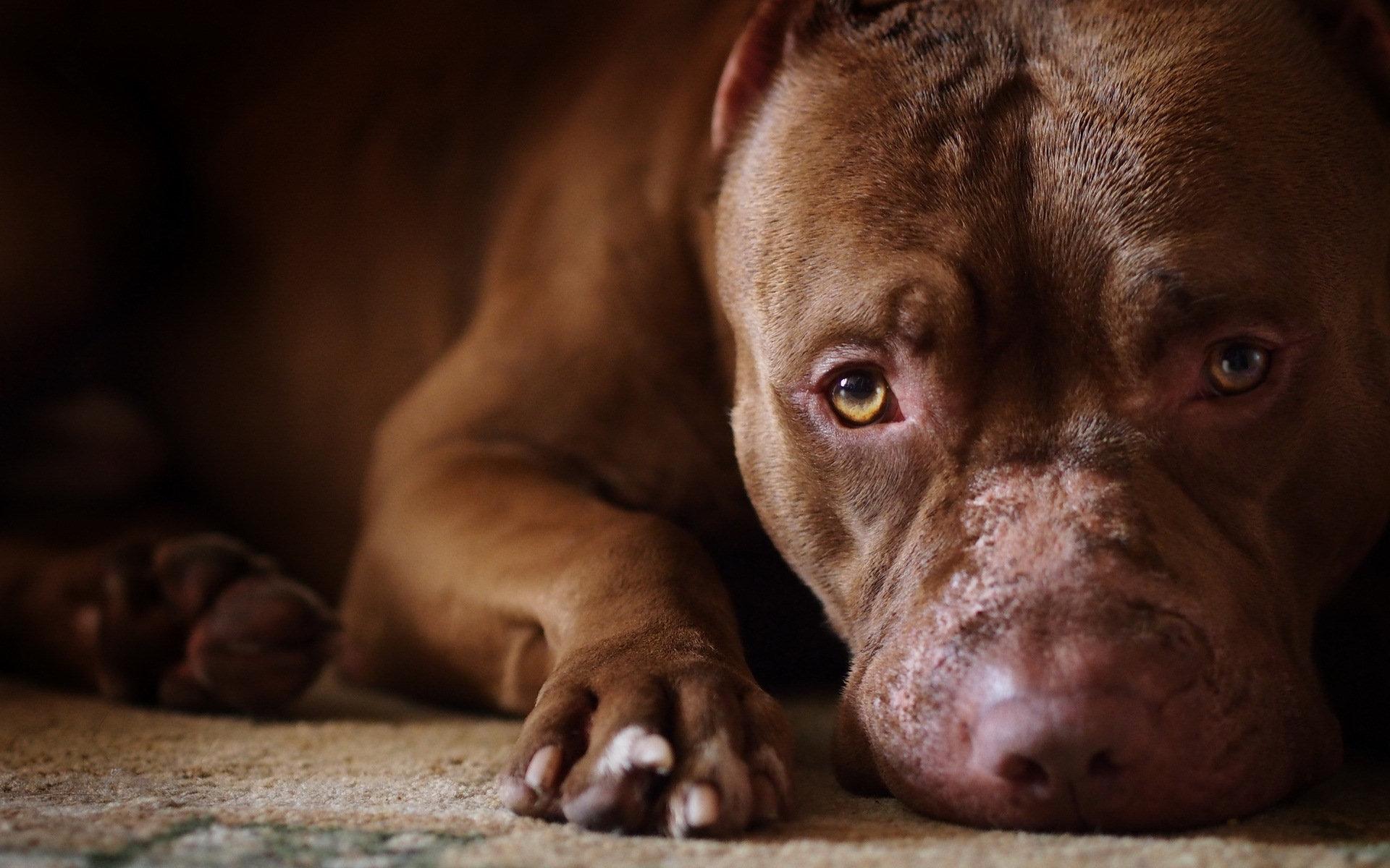 Pit Bull wallpapers HD quality