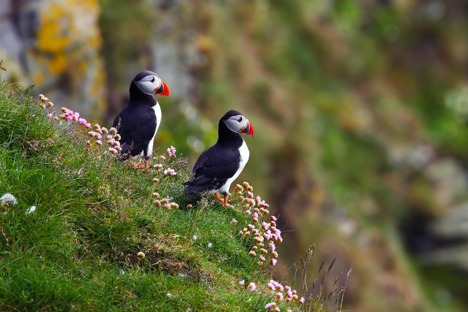 Puffin at 1152 x 864 size wallpapers HD quality