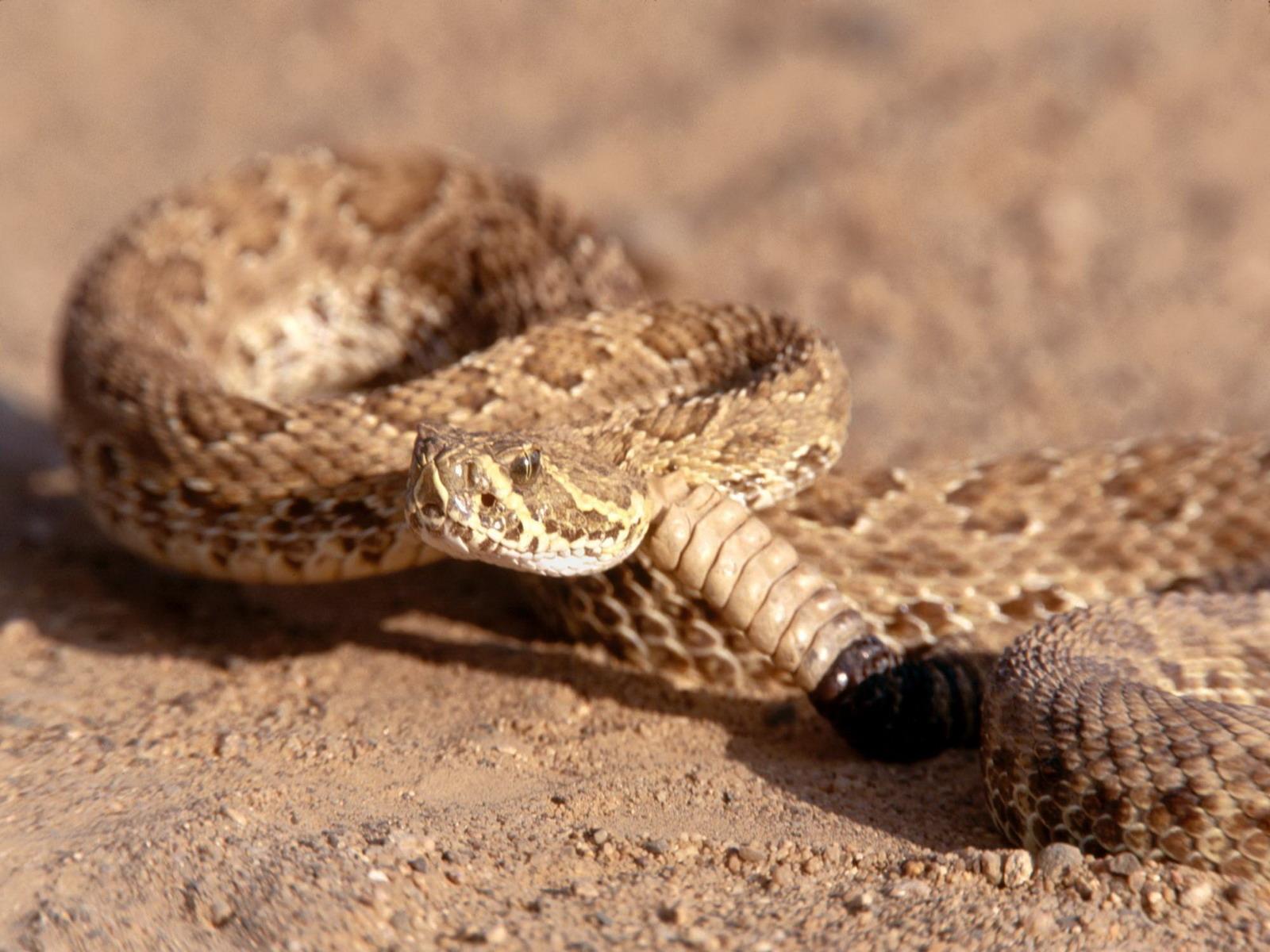 Rattlesnake at 1334 x 750 iPhone 7 size wallpapers HD quality