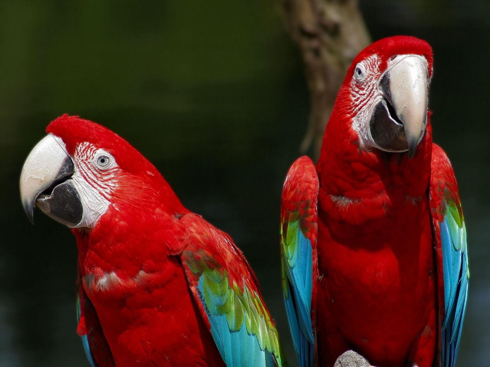 Red-and-green Macaw at 320 x 480 iPhone size wallpapers HD quality