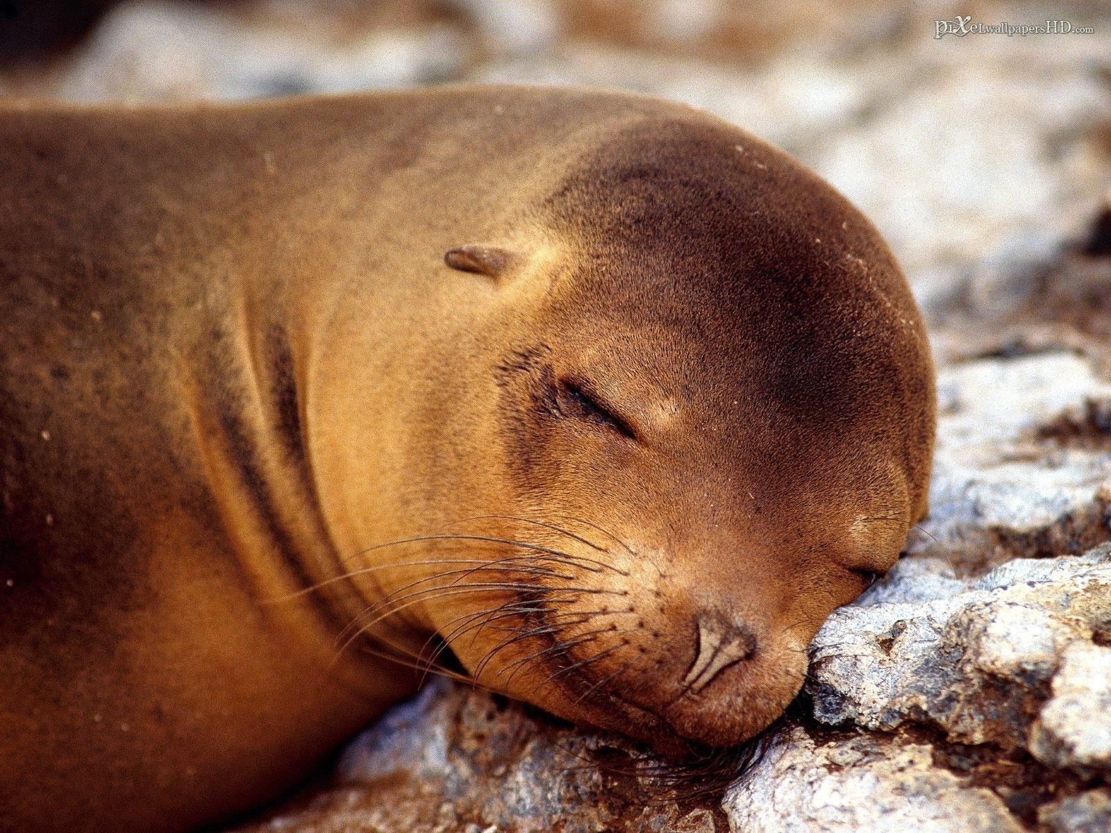 Sea Lion at 1280 x 960 size wallpapers HD quality