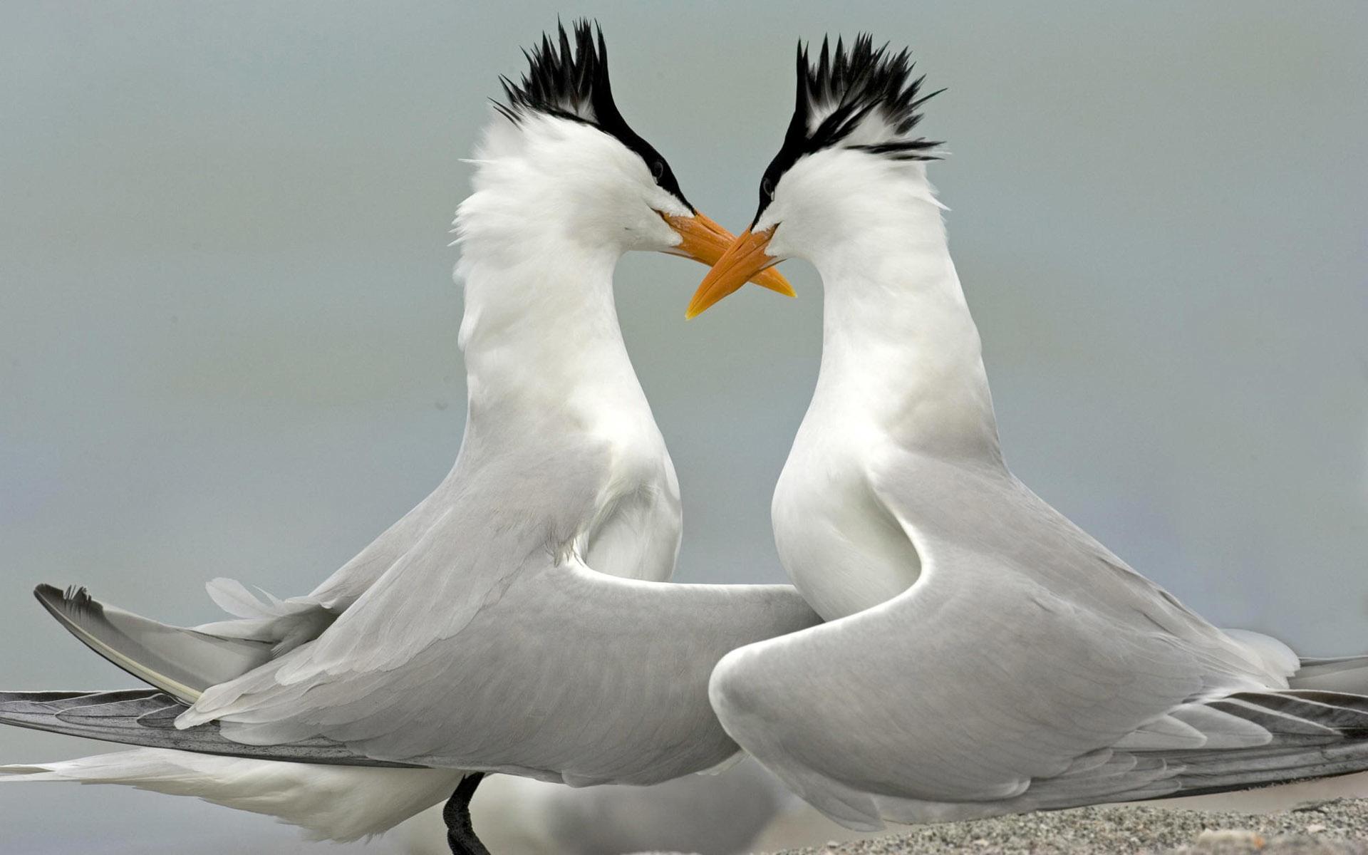 Seabirds at 320 x 480 iPhone size wallpapers HD quality