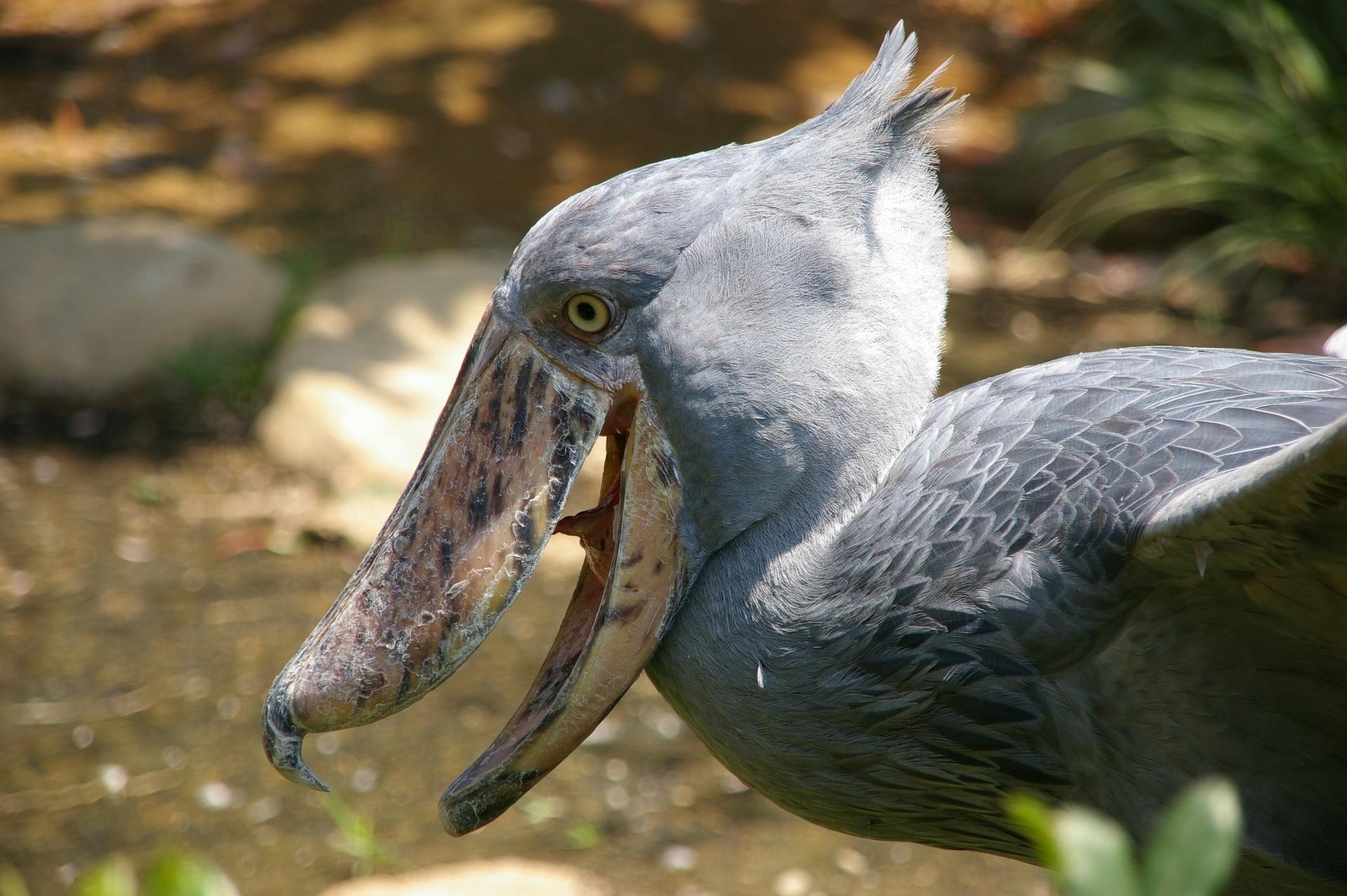 Shoebill at 320 x 480 iPhone size wallpapers HD quality