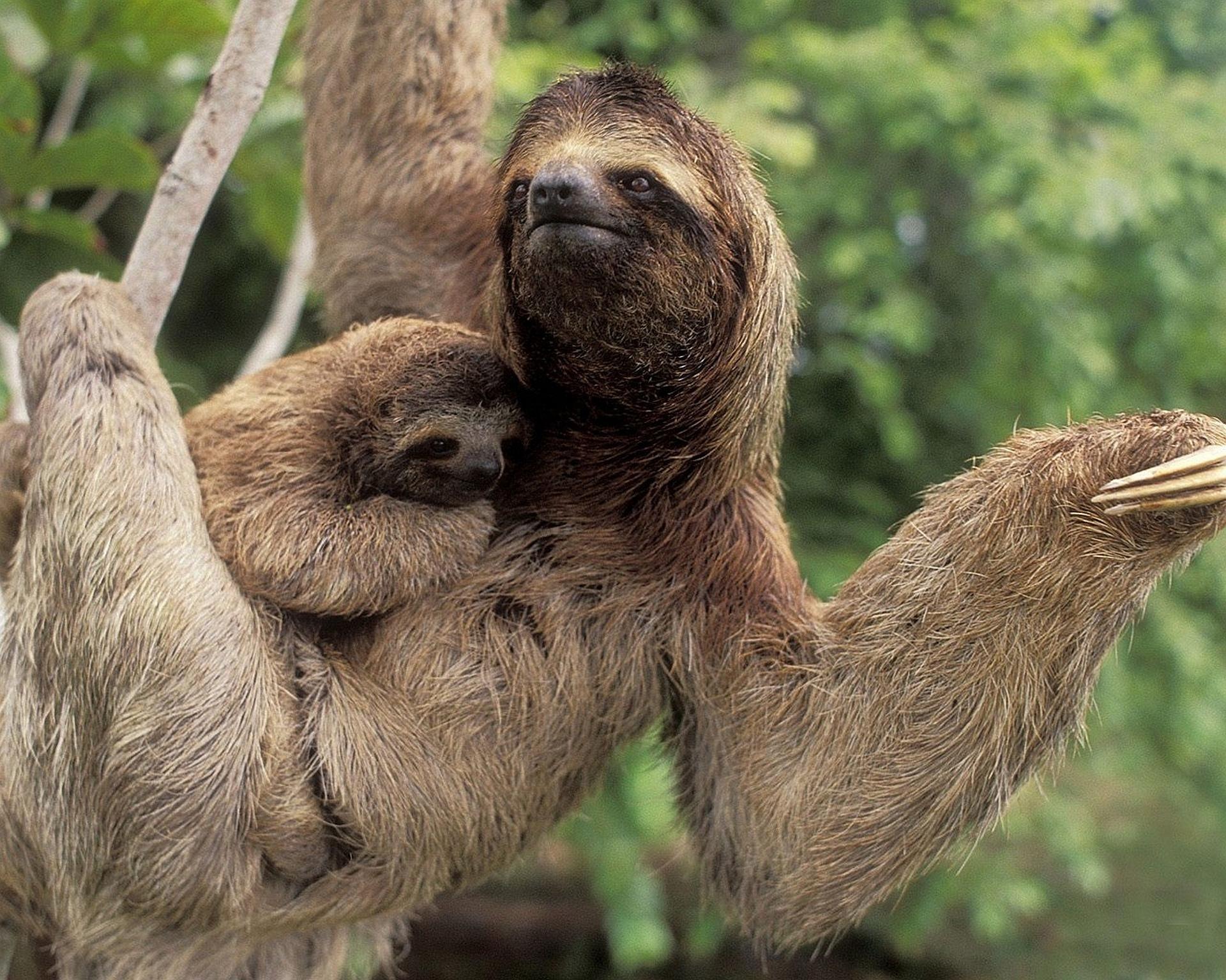 Sloth at 2048 x 2048 iPad size wallpapers HD quality