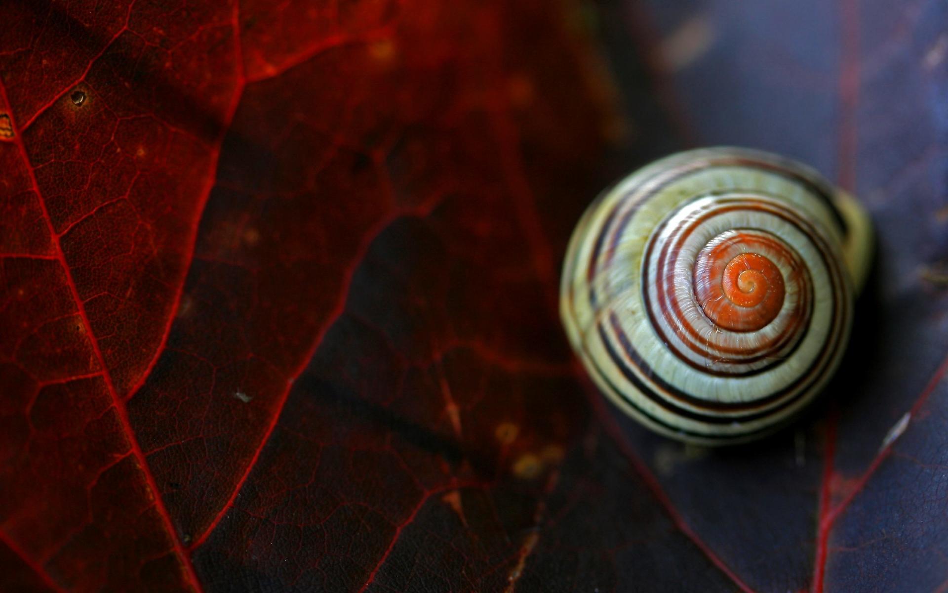 Snail at 640 x 1136 iPhone 5 size wallpapers HD quality