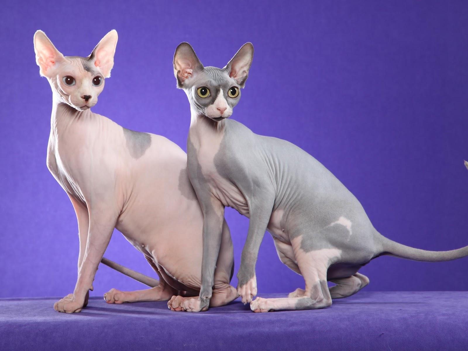 Sphynx Cat wallpapers HD quality