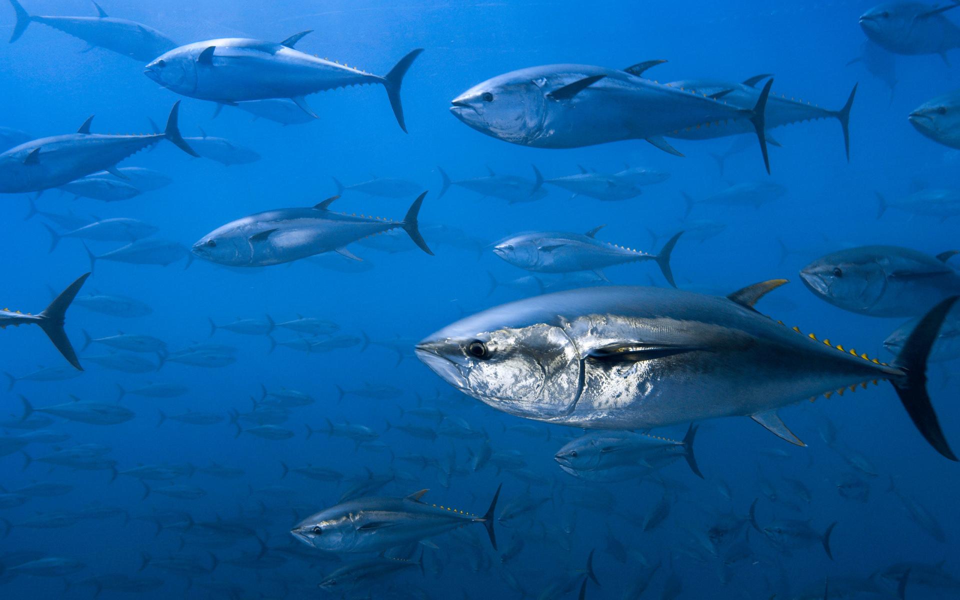 Tuna at 1280 x 960 size wallpapers HD quality