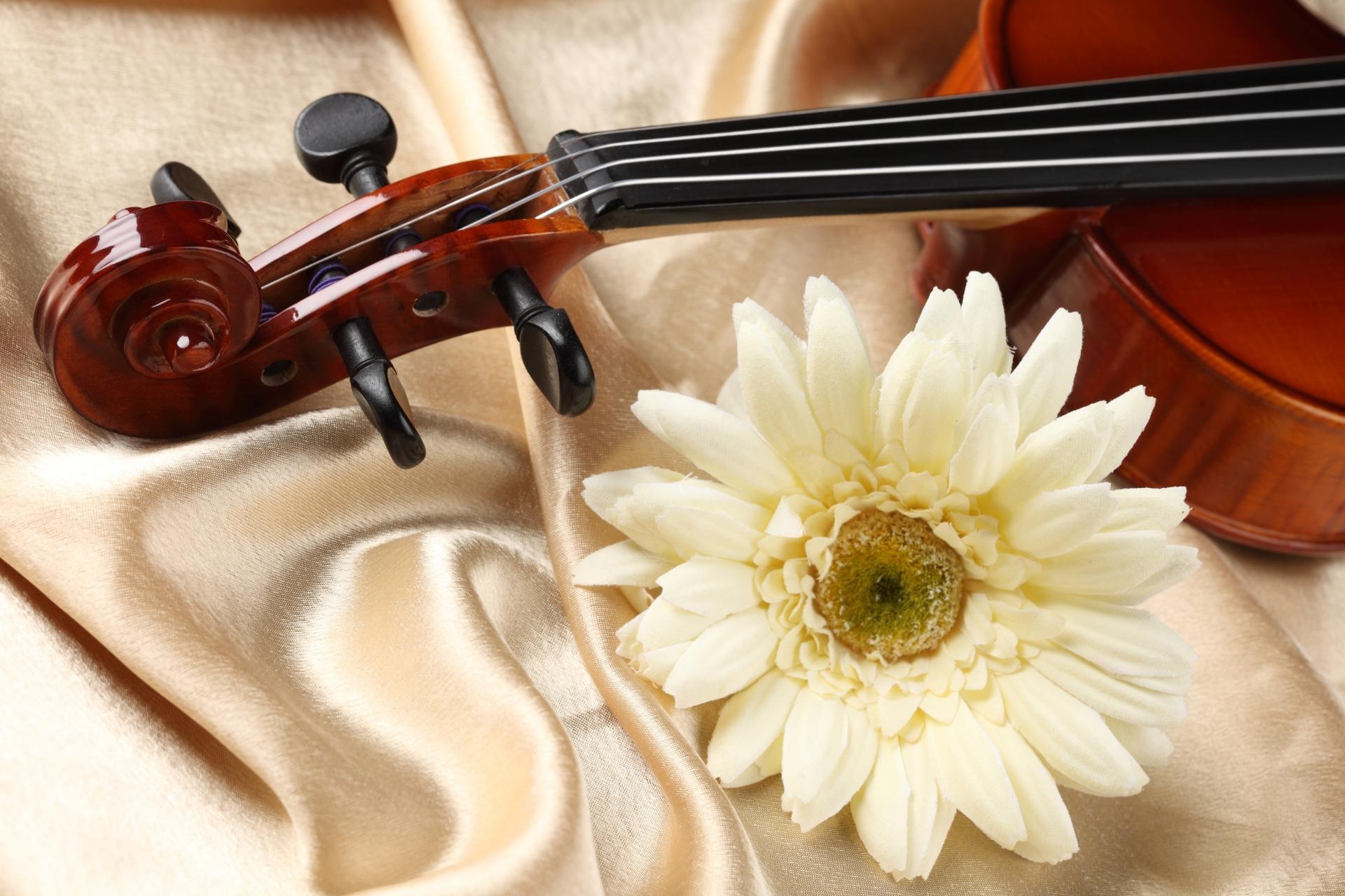 Violin at 1600 x 1200 size wallpapers HD quality