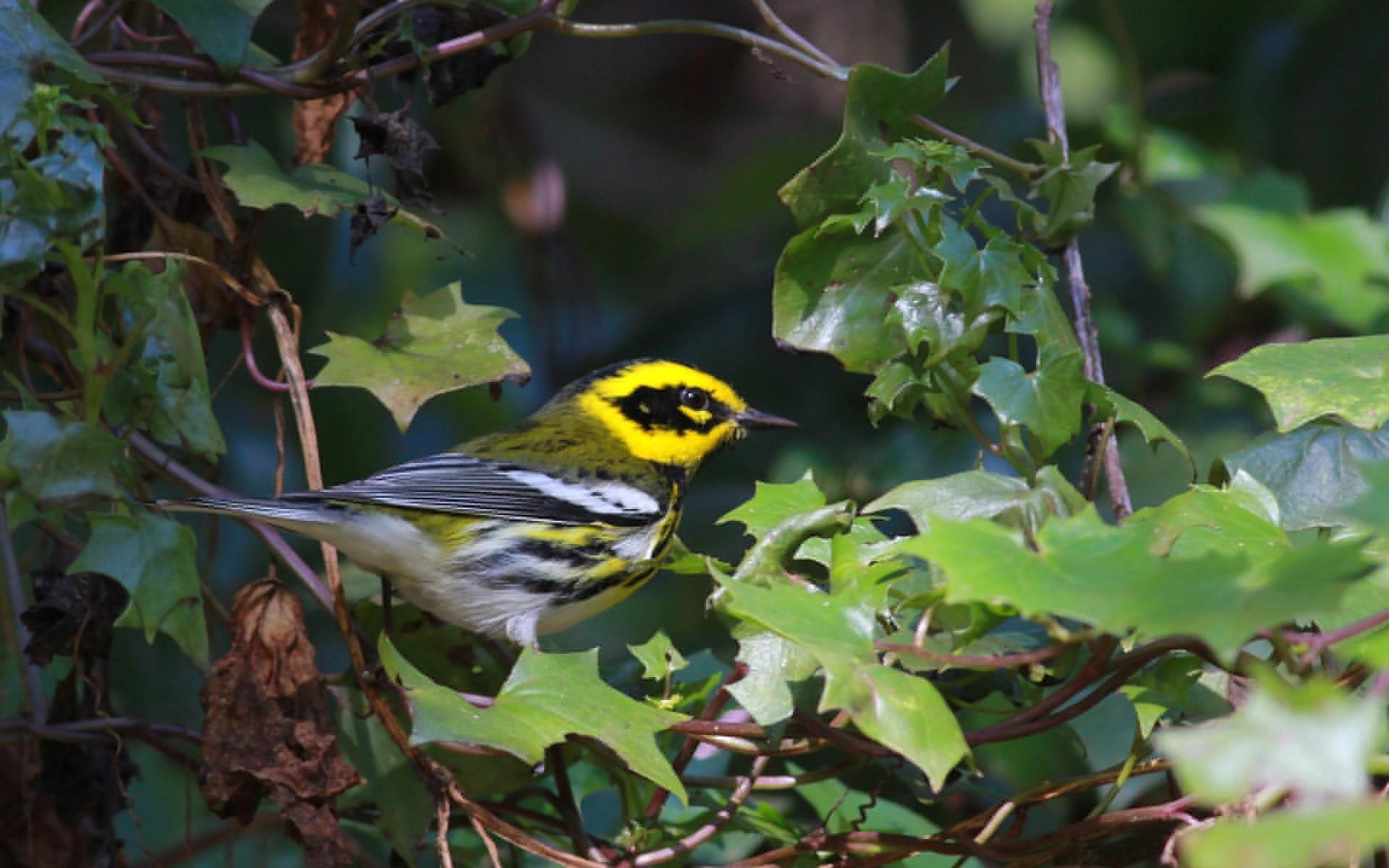 Warbler at 320 x 480 iPhone size wallpapers HD quality