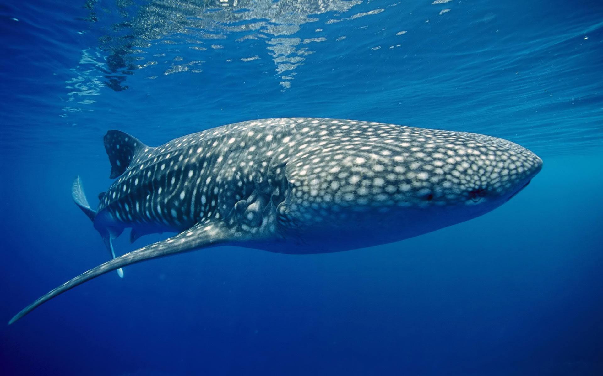 Whale Shark at 1024 x 768 size wallpapers HD quality