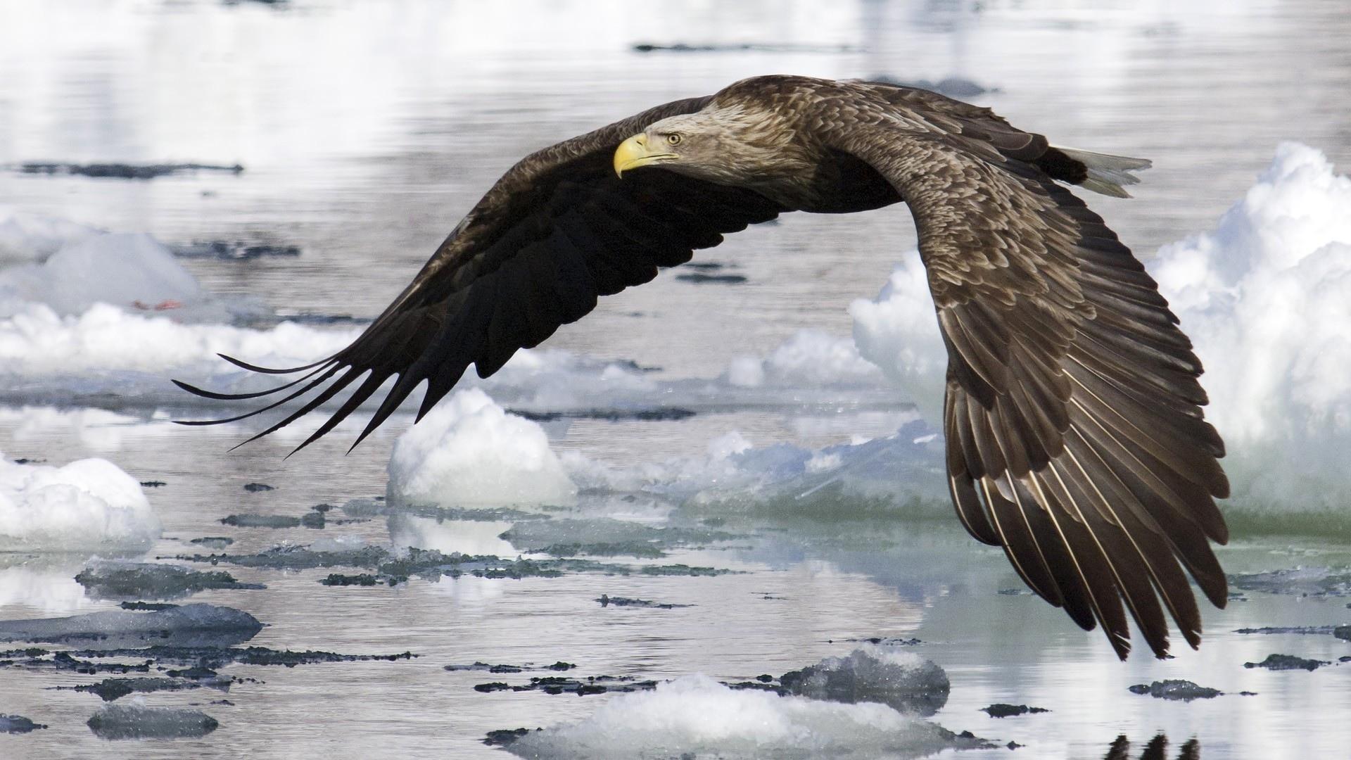 White-tailed Eagle at 1152 x 864 size wallpapers HD quality