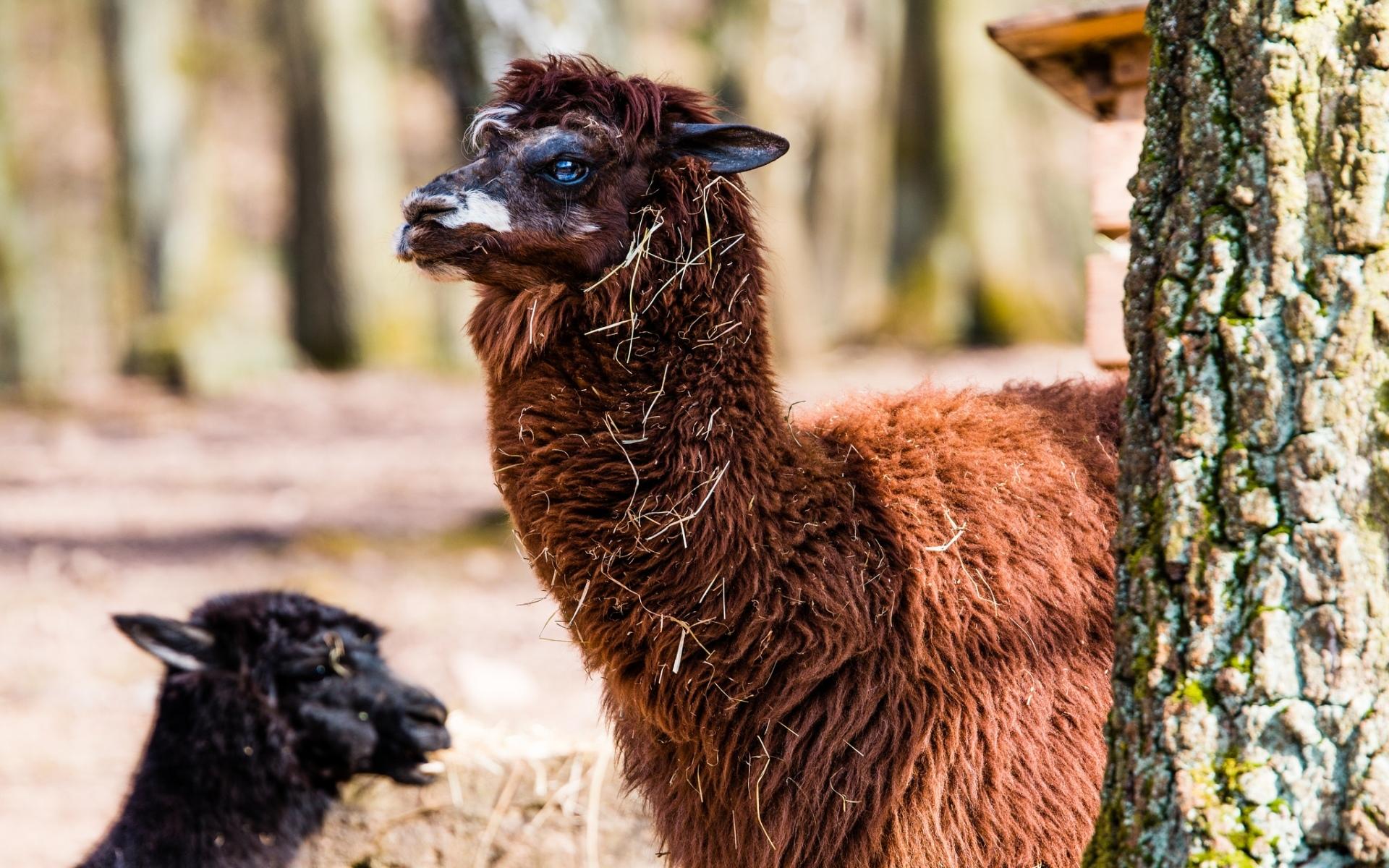 Alpaca Wallpaper HD Download