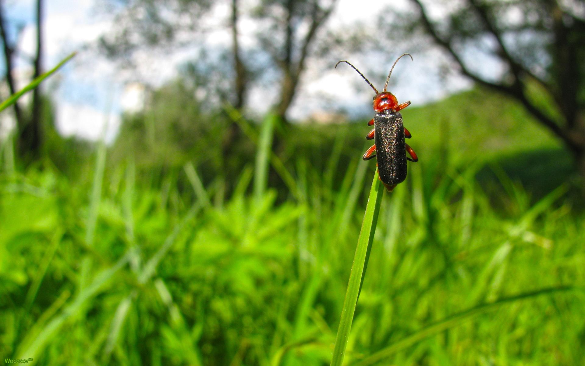 природа макро насекомое жук скачать
