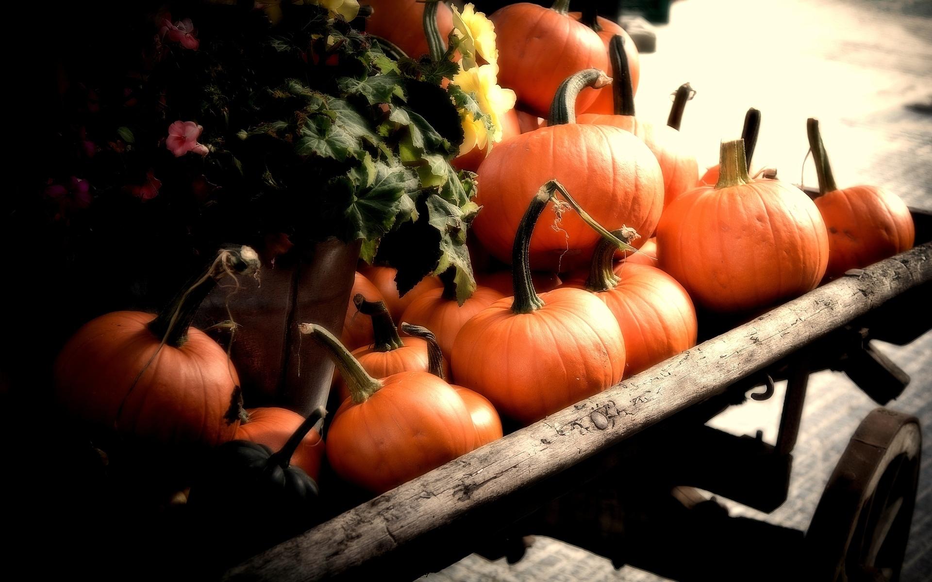 Pumpkin Wallpaper HD Download