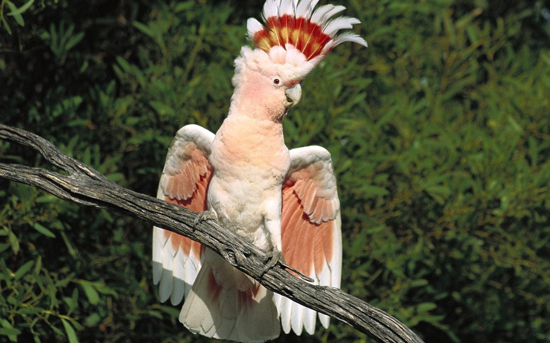 Animals posting. Попугай корелла Какаду. Австралийский попугай Какаду. Птенец Какаду Инка.