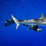 Great White Shark free wallpapers