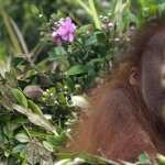 Orangutan desktop wallpaper