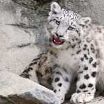 Snow Leopard wallpapers