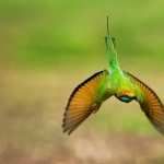 Bee-eater pics