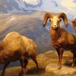 Bighorn Sheep download