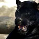 Black Panther pics