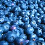 Blueberry download