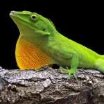 Green Anole photo