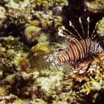 Lionfish free wallpapers