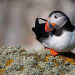 Puffin free wallpapers