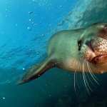 Sea Lion wallpapers for iphone