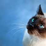 Siamese Cat high definition wallpapers