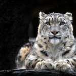 Snow Leopard high definition wallpapers