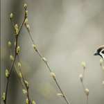 Sparrow photos