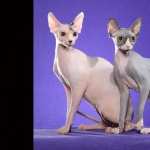 Sphynx Cat free wallpapers