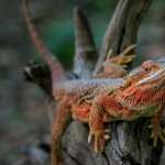 Bearded Dragon PC wallpapers